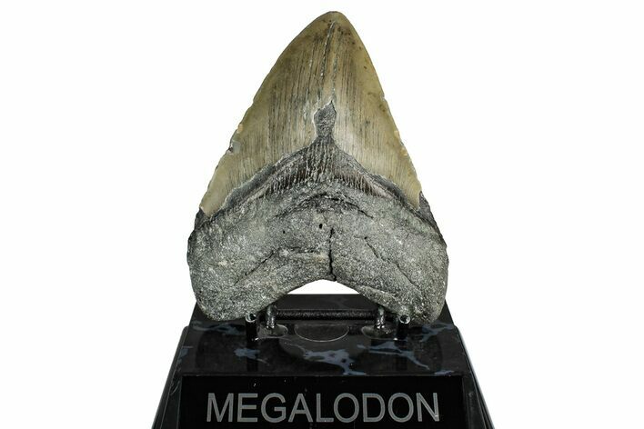 Fossil Megalodon Tooth - North Carolina #355833